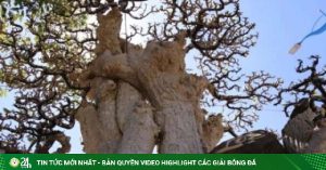 Con sot sinh vat canh
