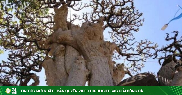 Con sot sinh vat canh